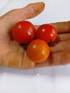 自家栽培 ミニトマトのサムネイル
