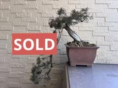 真柏 板シャリ 懸崖 盆栽 - メルカリ