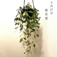 ホヤ ツサンギー サクララン - メルカリ