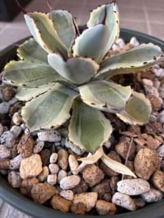 アガベ 吉祥冠錦 子株付き レア - メルカリ