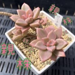 ピーチ姫 ブロンズ姫錦 発芽・発根済み 葉挿し3枚 多肉植物