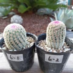 サボテン　紫太陽2苗⑥❗抜き苗‼️のサムネイル