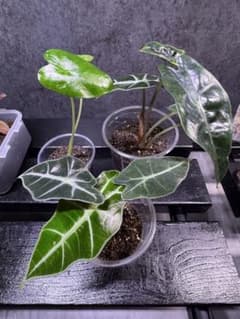 アロカシア 観葉植物 3種セットのサムネイル