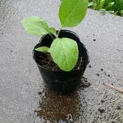 茄子苗木のサムネイル