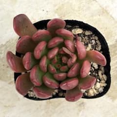 ピンクルルビー 抜き苗 多肉植物 グラプトベリア - メルカリ