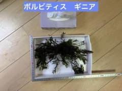 ボルビティスSPギニアナロー　大株のサムネイル