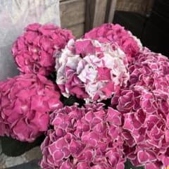 紫陽花 アジサイ ホットチボリマーブル ピンク 5号 現物 15 - メルカリ