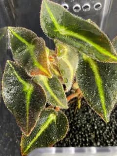 Begonia sp. Listada ベゴニアsp.リスターダのサムネイル
