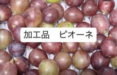 ★数量限定セール★ 加工用　ピオーネ　粒　種なしのサムネイル
