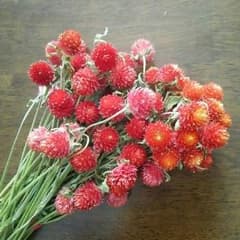 ドライフラワー千日紅  20本～のサムネイル