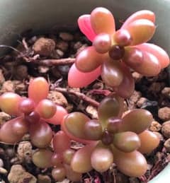 虹の玉　葉挿し抜き苗のサムネイル