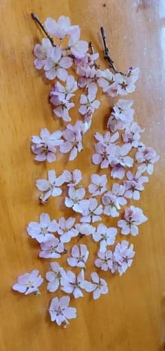 巴波桜のドライフラワー(花びらと枝付き)Aのサムネイル