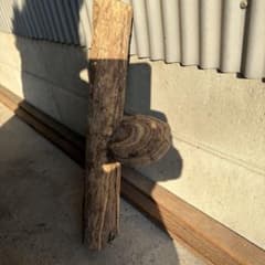 サルノコシカケ　さるのこしかけのサムネイル