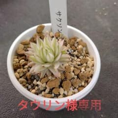 m86178684743_1.jpg?1716125609