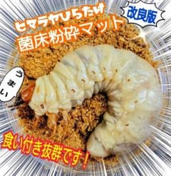 Thumbnail of クワガタ 幼虫専用！ヒマラヤひらたけ菌床マット　瓶に詰めるだけ！モリモリ食べます