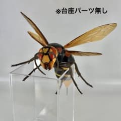 モンスズメバチのサムネイル