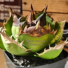 アガベ チタノタ トリケラトプス PUP カクタスグリーン 白犀牛 PUP