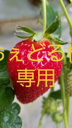 タンドルージュ新品のサムネイル