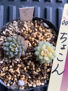 ちょこん ミックスベリア おらいさん - メルカリ