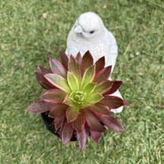 フェニックスフレイム錦❇︎アエオニウム 抜き苗 - メルカリ