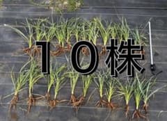 ユッカ ロストラータ 10株 実生 抜き苗 - メルカリ