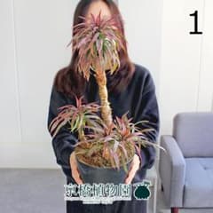 現品】ユッカ・デスメティアーナ 6号 黒鉢（1） - メルカリ