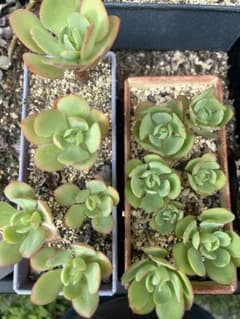 多肉植物 ピーチブリデ(カット苗)のサムネイル