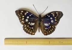 オオムラサキ 蝶の標本 昆虫標本 展翅標本のサムネイル