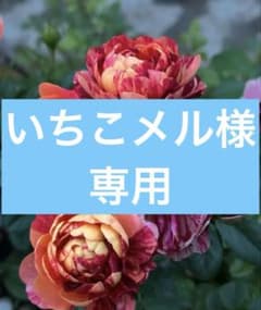 バラ苗木　【ジューシースプラッシュ】枝変わり　大輪ミニバラ　ポットごとメルカリ発 バラ苗木【ジューシースプラッシュ】枝変わり ポットごとゆうパケット
