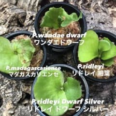 ビカクシダ リドレイ シルベリー マダガスカリエンセ ワンダエドワーフ