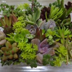 多肉植物カット苗のサムネイル