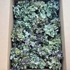 北海道産 秋色紫陽花 あじさいドライフラワー n⑩リース花材 60サイズ