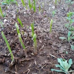 すずらん苗　花つき7本のサムネイル