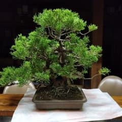 鉢ごと発送　挿し木40年　糸魚川真柏 BONSAI 送料無料　双幹　インテリア 鉢ごと発送 挿し木40年 糸魚川真柏 BONSAI 送料無料 双幹 インテリア