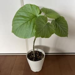 Ficus umbellata