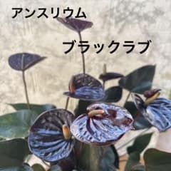 超希少‼️アンスリウム♡ブラックラブ♡5号♡お鉢ごとメルカリ便