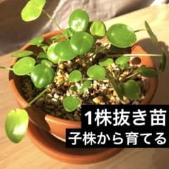 【1株販売】レア植物 パンケーキプランツ ピレア ぺぺロミオイデス 子株のサムネイル