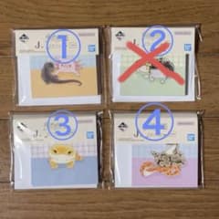 一番くじ 爬虫類＆両生類 メモパッド レオパボールパイソンフトアゴ J賞3種①のサムネイル