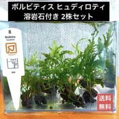 【送料無料】トロピカ社 ボルビティス ヒュディロティ 溶岩石付き 2株セットのサムネイル