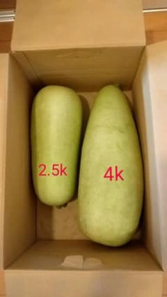 夕顔 2本セット 6.5kのサムネイル