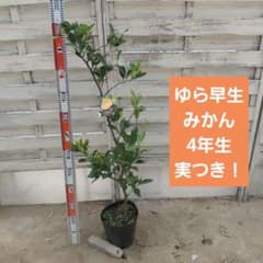 ゆら早生 4年生 苗木 接ぎ木 ポリポット入りのサムネイル
