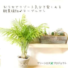 B級品/観葉植物】おうちでリゾート気分を楽しめる♪テーブルヤシ 4号鉢