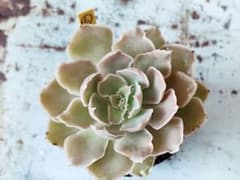 多肉植物　ミスペルシア⑥のサムネイル