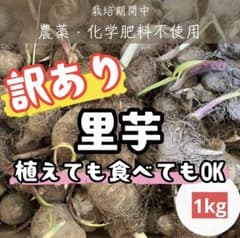 訳あり里芋 1kg 植えても食べてもOK 芽出し済み 農薬・化学肥料不使用のサムネイル