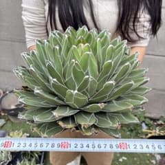 a*n様 090 アガベ ビクトリアレジーナ 笹ノ雪 極上斑 超大株 051 アガベ ビクトリアレジーナ 笹ノ雪 極上斑 超大株 - メルカリ