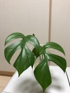 ミニモンステラのサムネイル