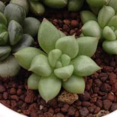 多肉植物アイボリーのサムネイル