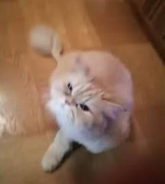ゆか様専用のサムネイル