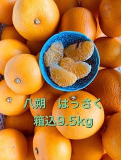 八朔 はっさく 箱込9.5kgのサムネイル