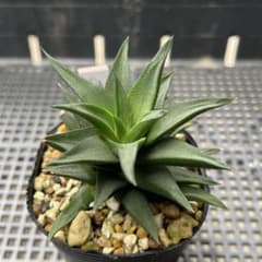 多肉植物 ハオルチア 五重塔 抜き苗のサムネイル